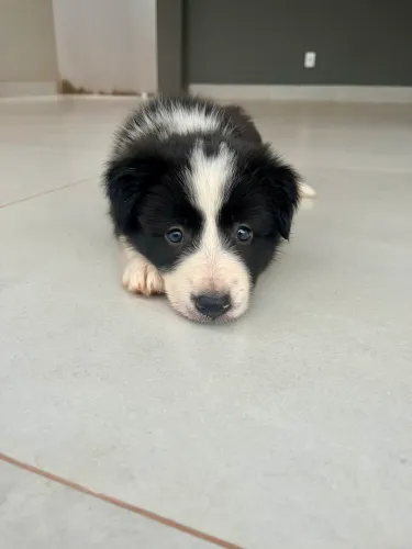 Vendo cães da raça Border Collie