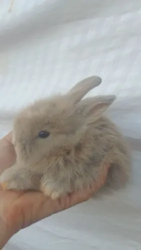 Coelhos