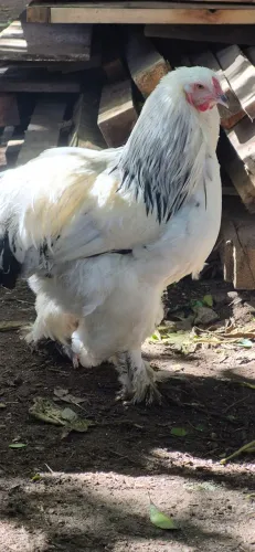 Casal de galinha Brahma 