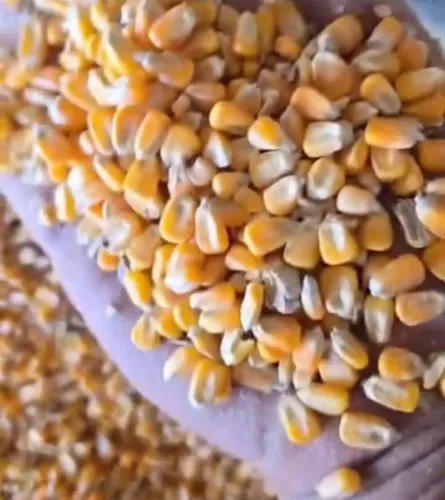 Milho padrão 1 para  Nutrição de qualidade e alto rendimento para a sua criação