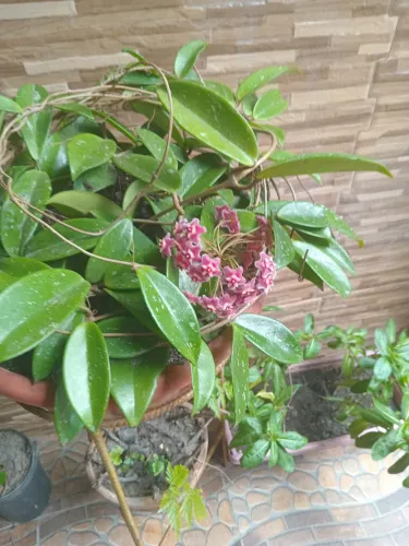 Plantas 