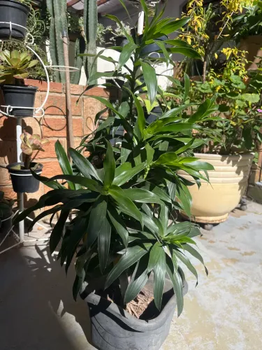 Dracena verde