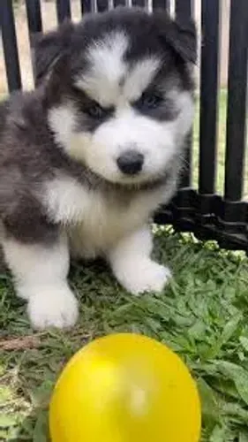 Husky siberiano filhotes 