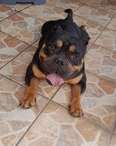 Filhotes de American Bully recém nascidos, pai tri Black mãe blue