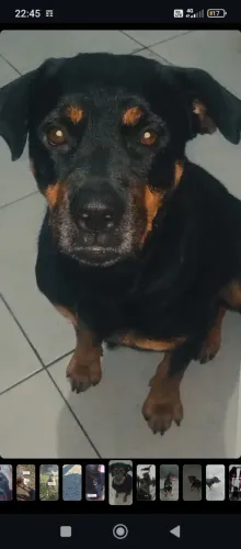 Cadela para adoção urgente por favor 