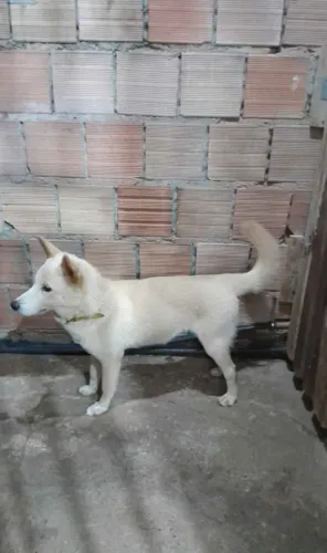 Hushy siberiano fêmea