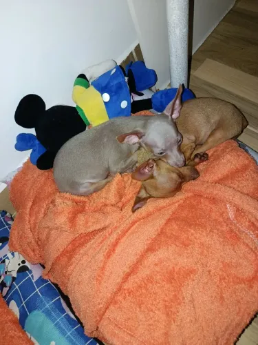 Vendo casal de pinsher 