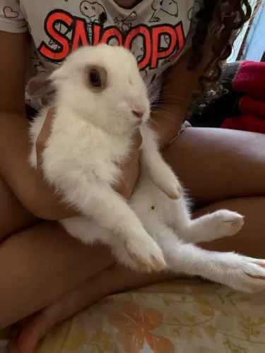 Mini coelho