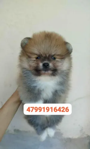 Spitz Alemão 