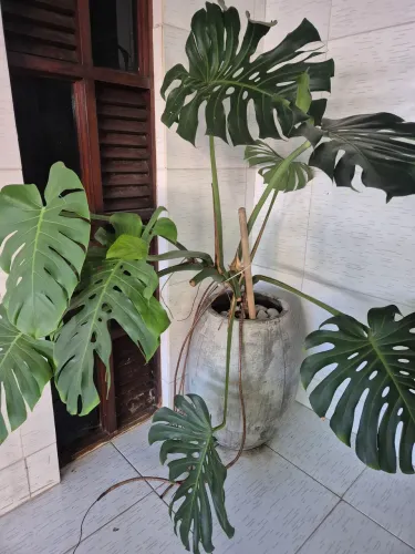 Jarros com plantas 
