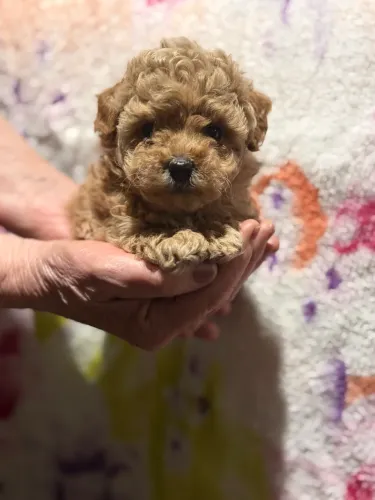 Poodle