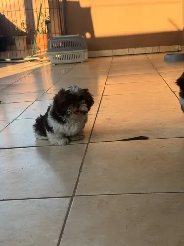 Shih Tzu macho chocolate com branco 