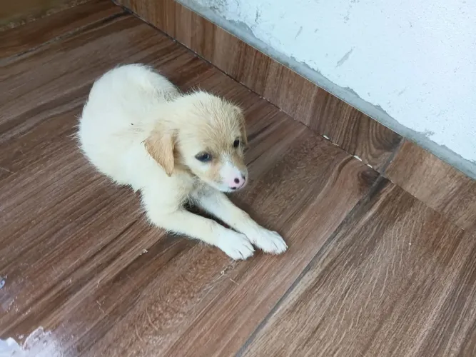 Doação de cachorro