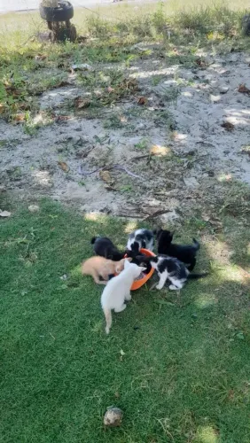 Doação de gatos