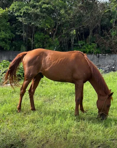 Cavalo quarto de milha