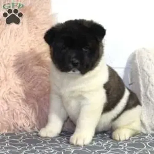 Akita à pronta entrega hoje - venha adquirir