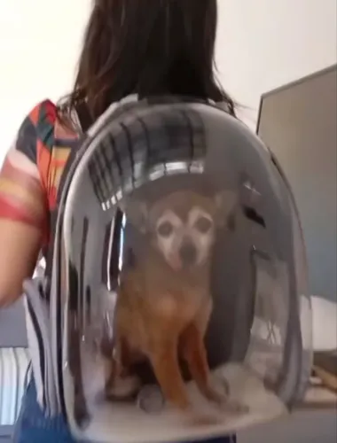 Bolsa de transporte pet