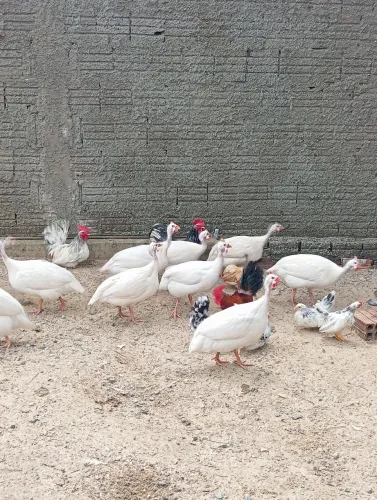 ANGOLAS MACHOS DISPONÍVEIS 