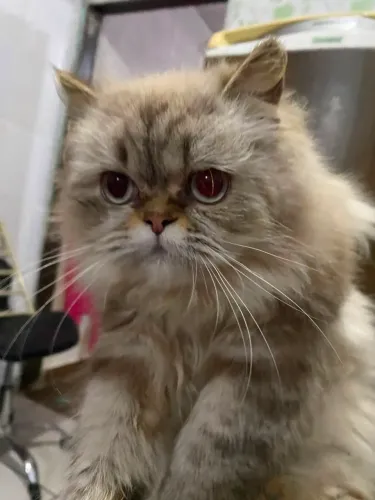 Gata persa hiamalaia 1 ano e dois meses