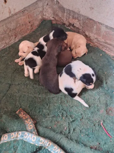Doação de cachorrinhos