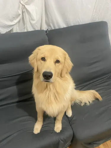 Cachorro golden doação