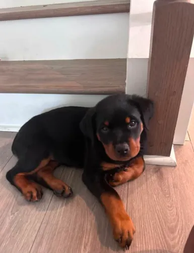 Rottweiler Filhotinho para quem gosta de encontrar verdadeiras fofuras