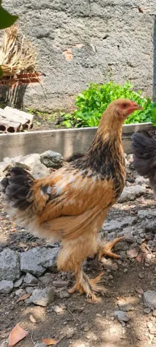 Galinha Brahma