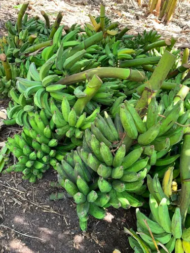 Banana pacovam 