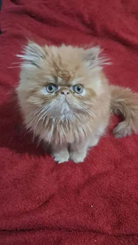 Lindo Filhote de gato persa