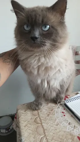 Doação de gato