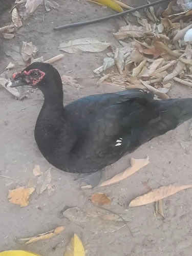 Pato