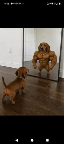 Procuro cadela Dachshund adulta
