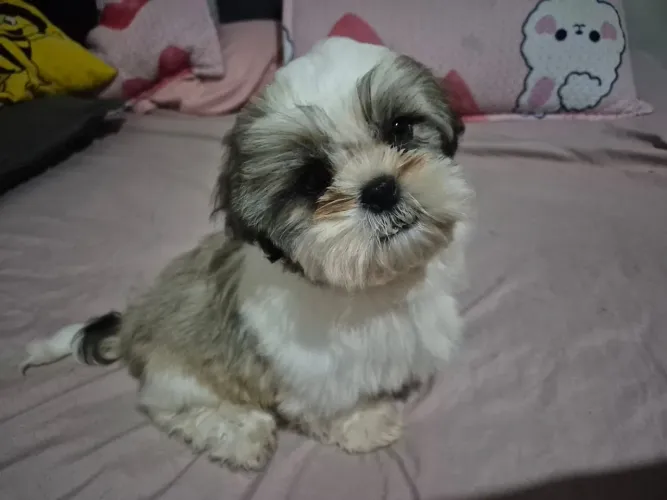 Casal de Filhotes de Shih Tzu.