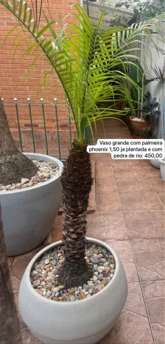 Vaso com Palmeira Phoenix
