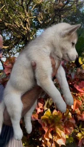 Husky Siberiano