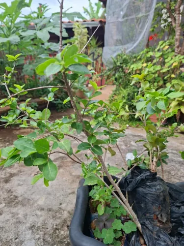 Vendo mudas de acerola já enraizadas -só plantar - Para Sete Lagoas