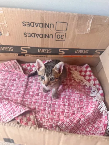 Doa-se gatinhos
