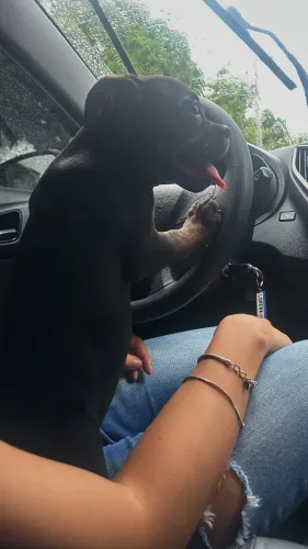American bully fêmea 