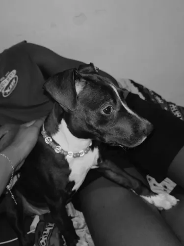 Filhote de pitbull para doação
