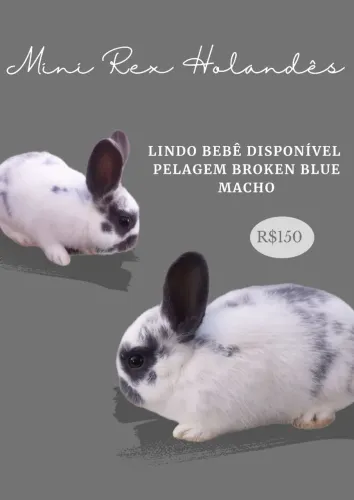 Lindo Mini Coelho Disponível Pelagem Broken Blue