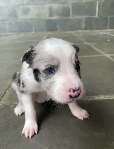 FILHOTE DE BORDER COLLIE 