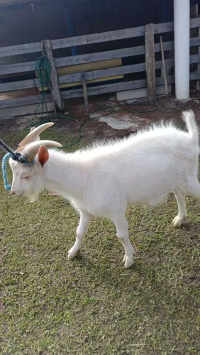 Casal de cabrito