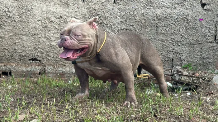 América bully