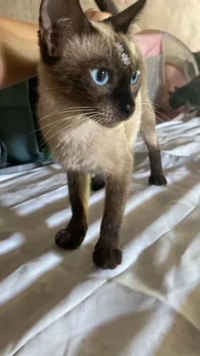 Gatinha fêmea castrada siamês doação adocao