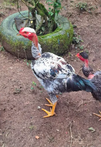 Frango pescoço pelado 