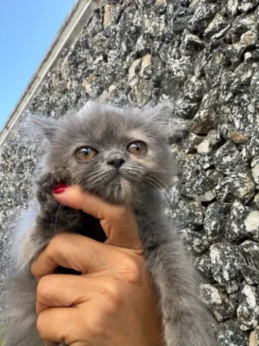 Gato persa 