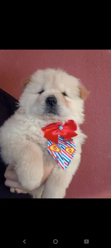 Mega promoção filhotes Chow Chow 