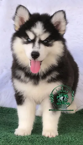 Filhotes de husky siberiano Super wolly 