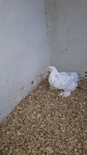 Brahma splash 