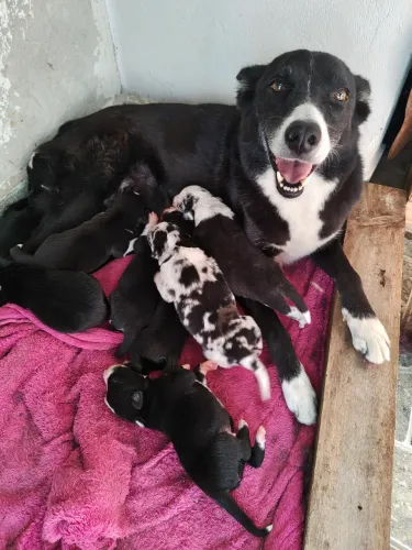 Filhotes de Border Collie